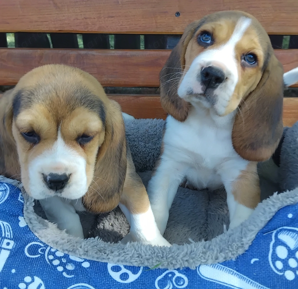 Szépséges Beagle kiskutyák 