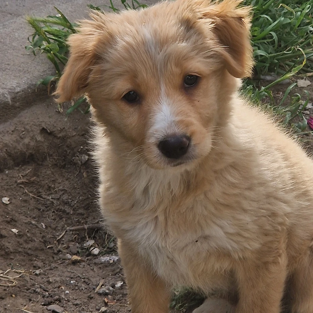 Golden Retriever
