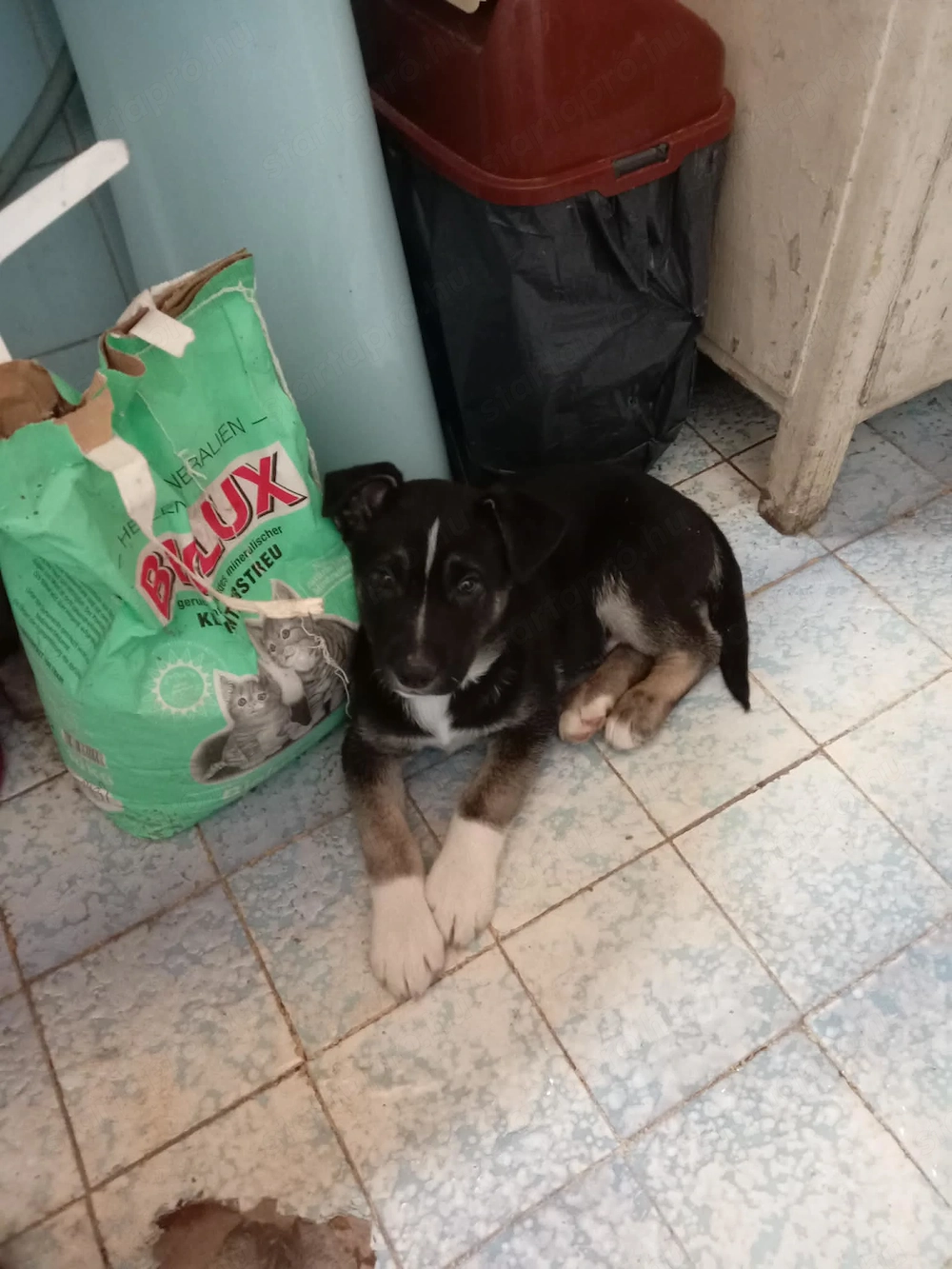 Eladó husky keverék fiú