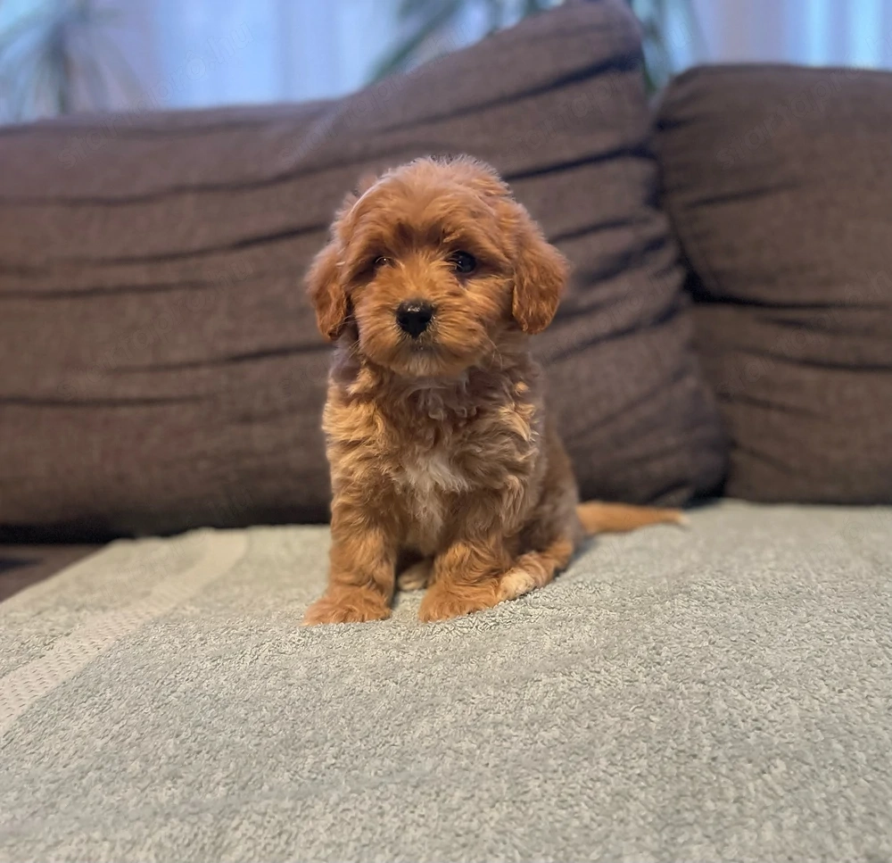 Maltipoo kiskutya