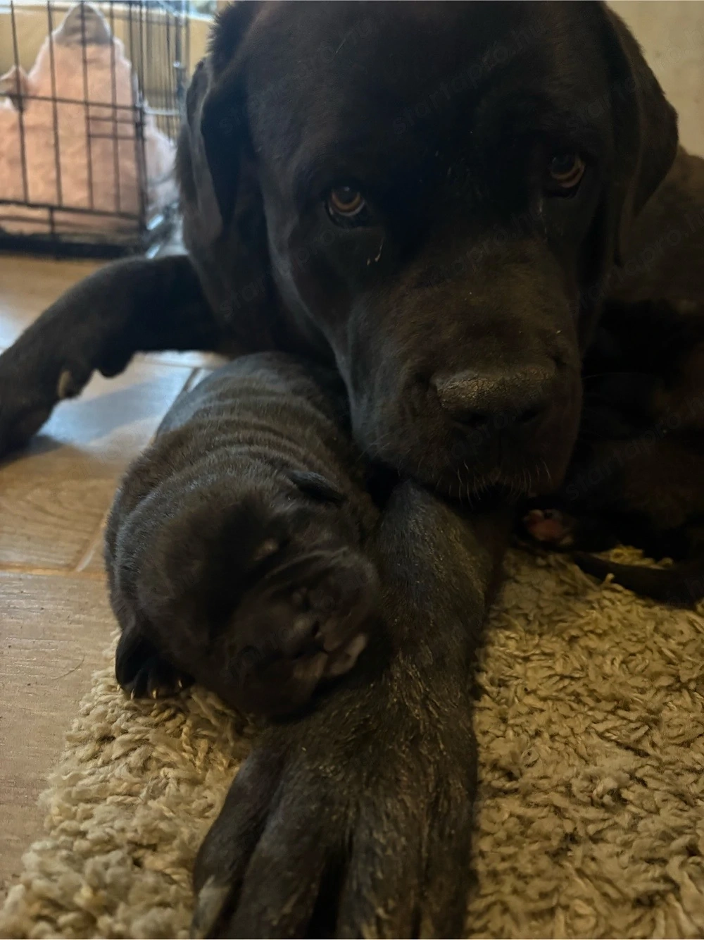 Cane corso babák