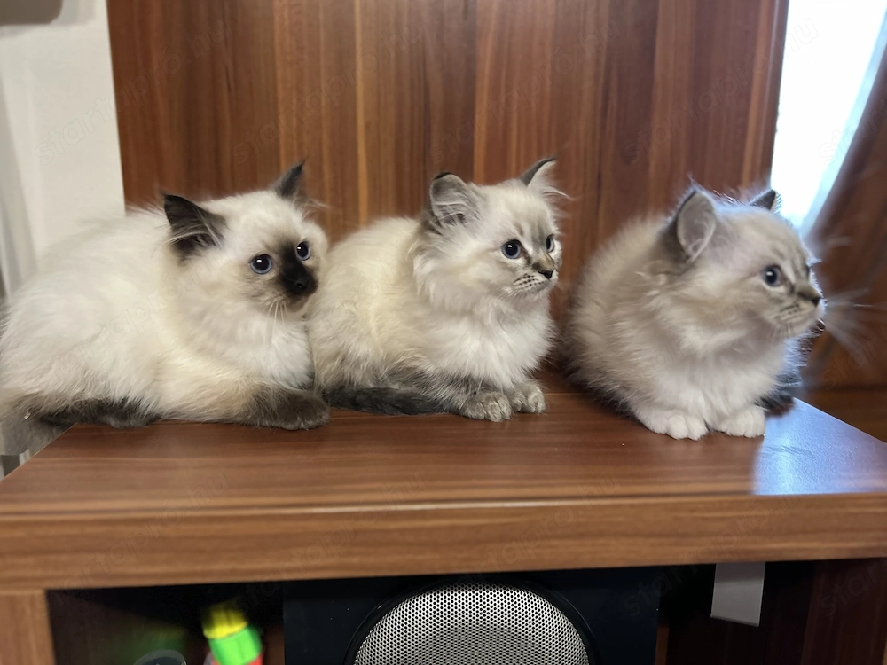 Gyönyörű Ragdoll kiscicák eladóak