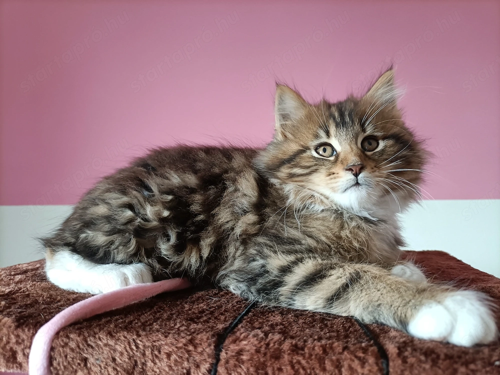 Törzskönyvezett szülőktől,maine coon kiscica