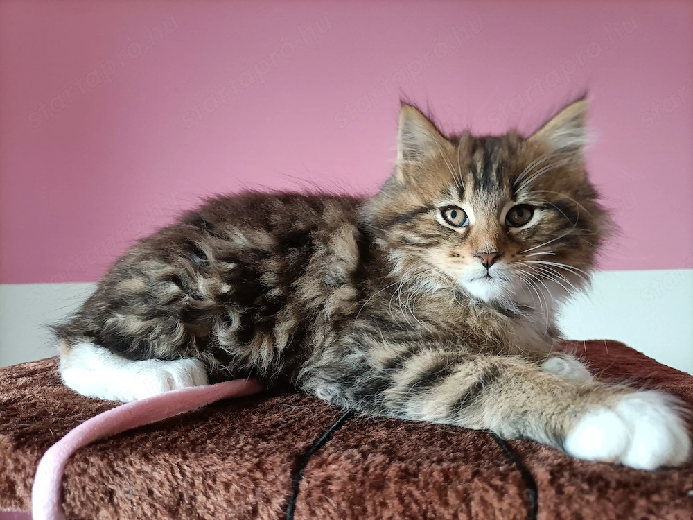 Törzskönyvezett szülőktől Maine coon 