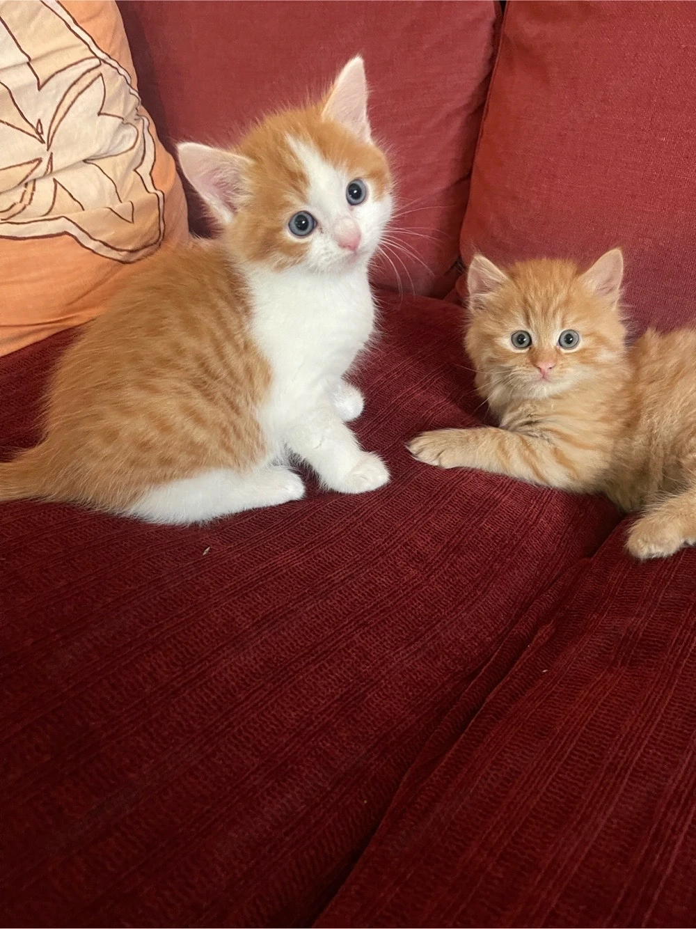 persa anyátol es házi apátol kiscicak eladó. 