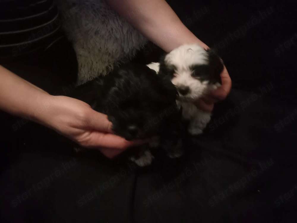 Bichon Havanese jellegű kiskutyák