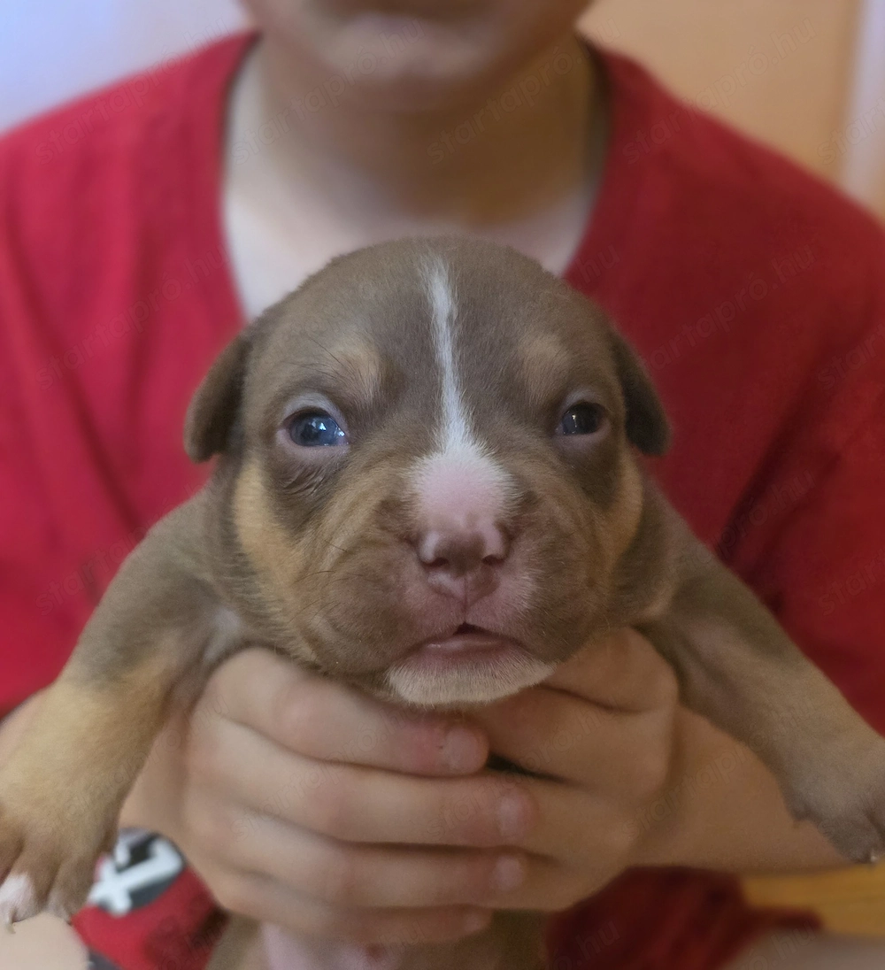 American bully kiskutyák 