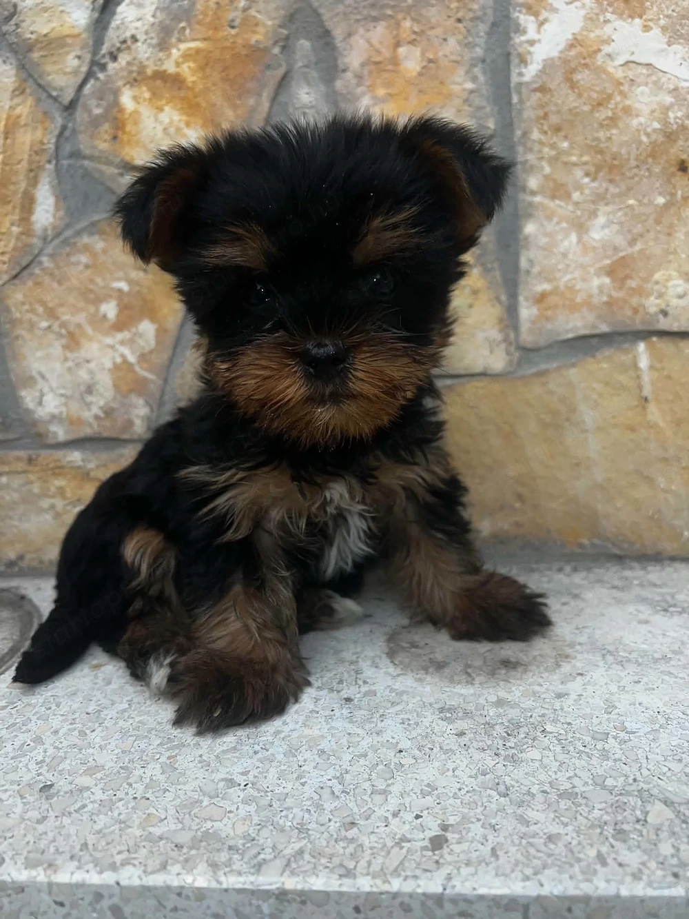 Yorkshire Terrier bébik 