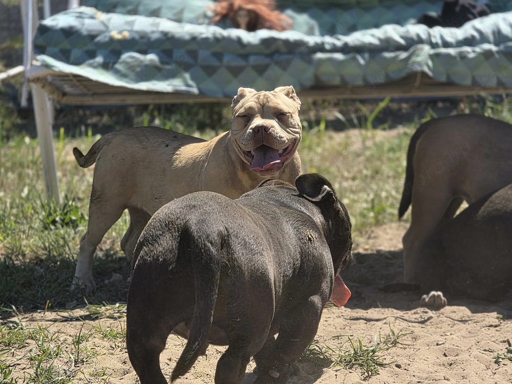 American bully kiskutyák elérhetők 