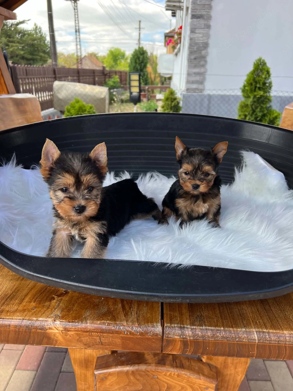 yorkshire terrier kutyusok