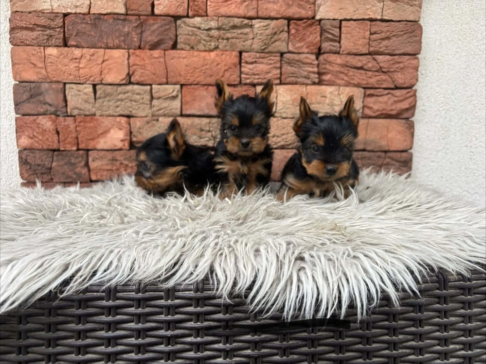 Yorki kisfiúk yorkshire terrier
