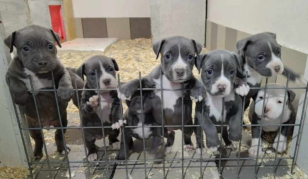 Kék Amerikai staffordshire terrier kiskutyák Amstaff