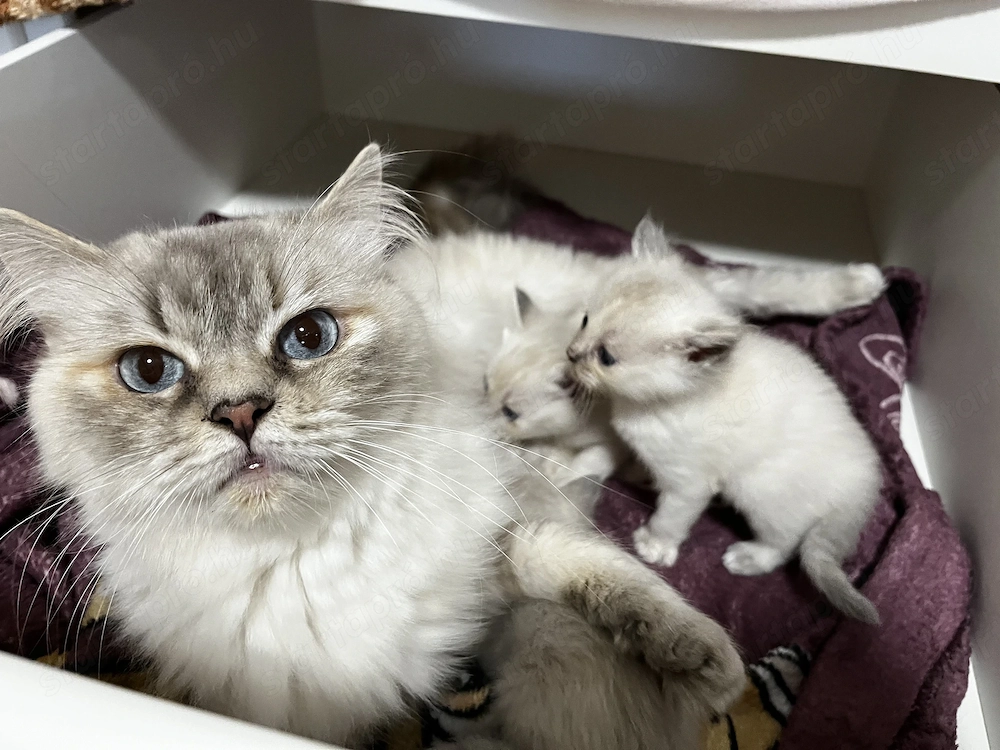 Ragdoll jellegű cica eladó