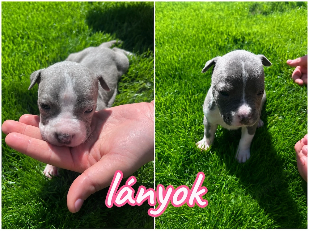 Kék Amstaff kölykök 