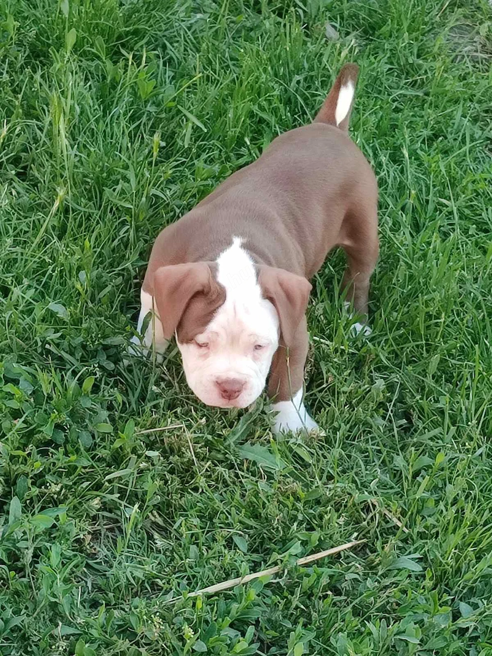 American bully fajtatiszta jellegű 