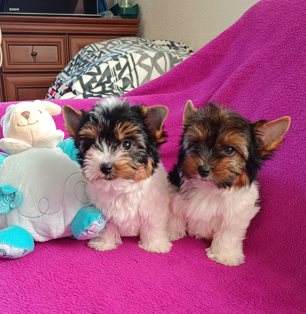 Mini Biewer YorkshireTerrier Kiskutya eladó