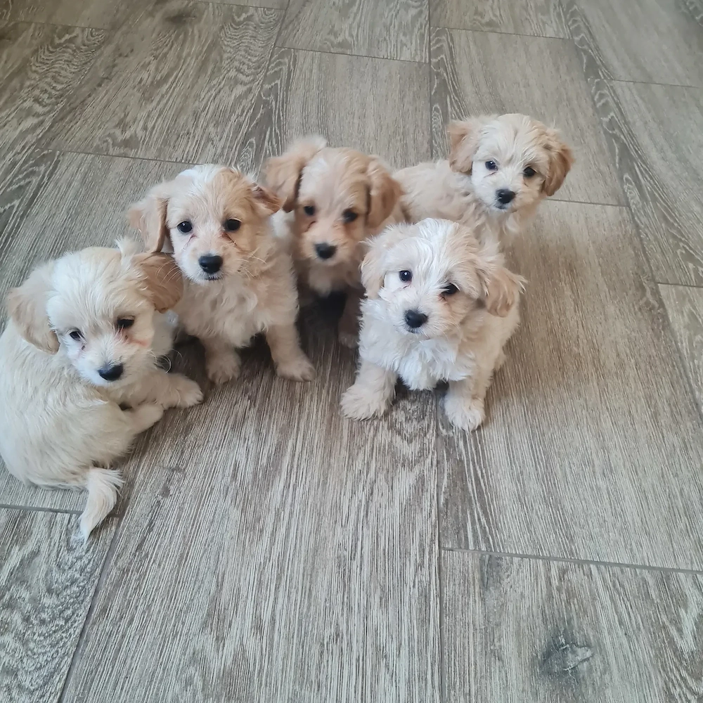 Maltipoo kiskutyák