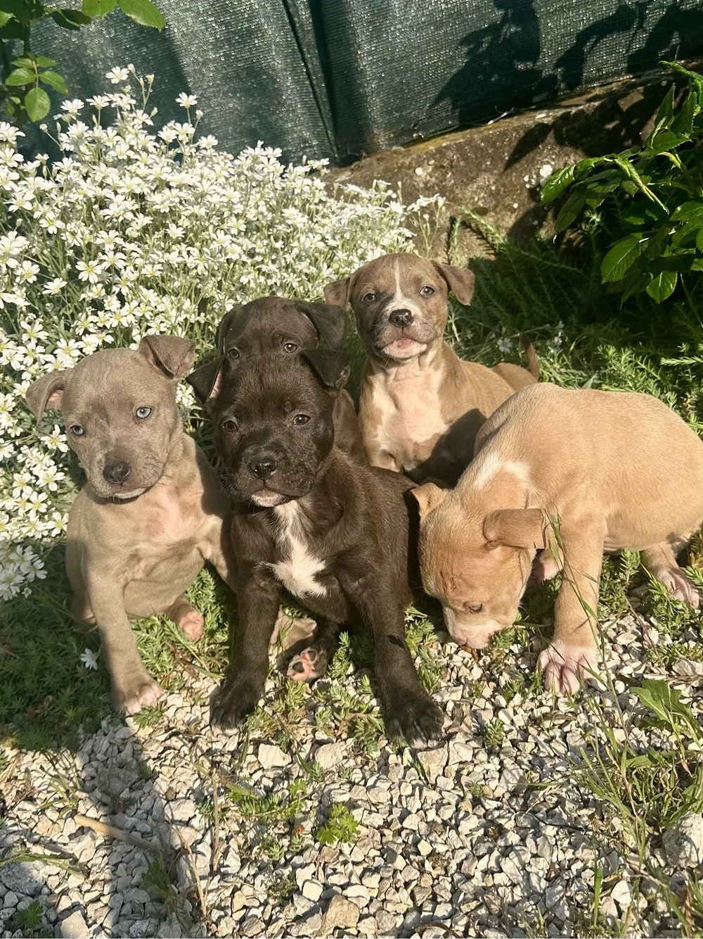 Staffordshire terrier kölykök