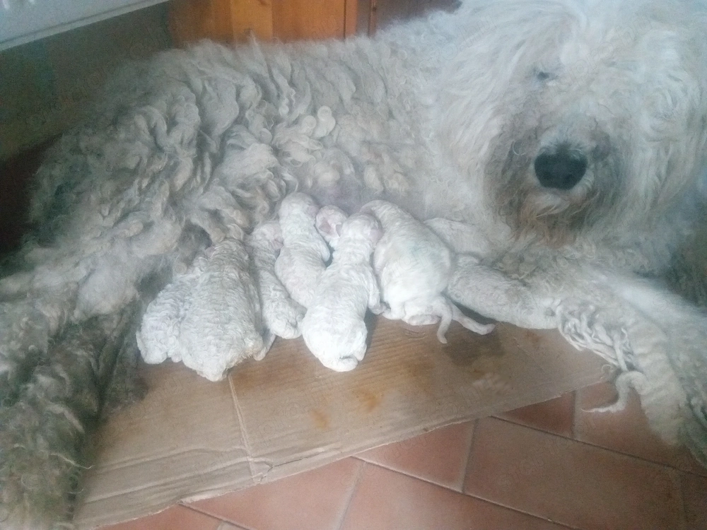 Komondor kölykök