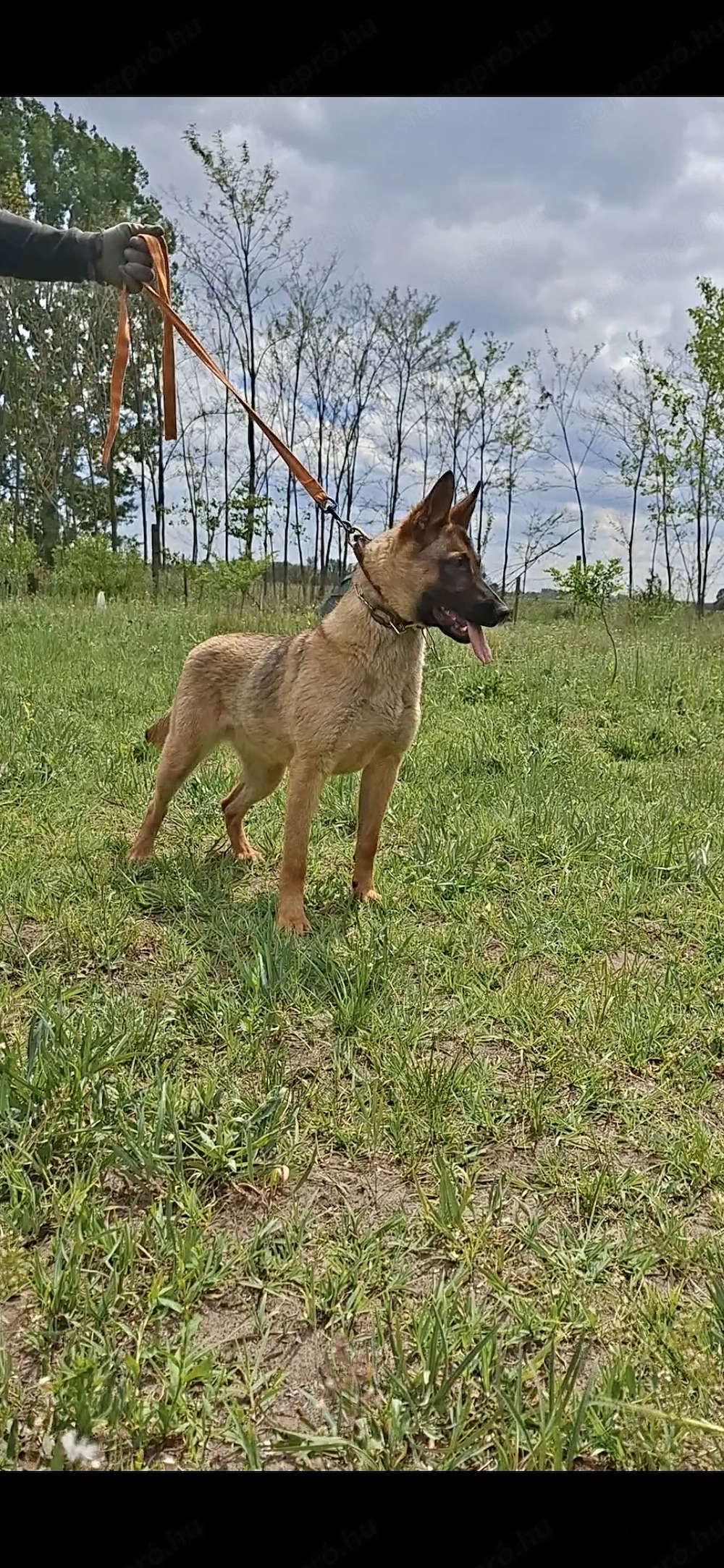 Német juhász belga mali mix eladó