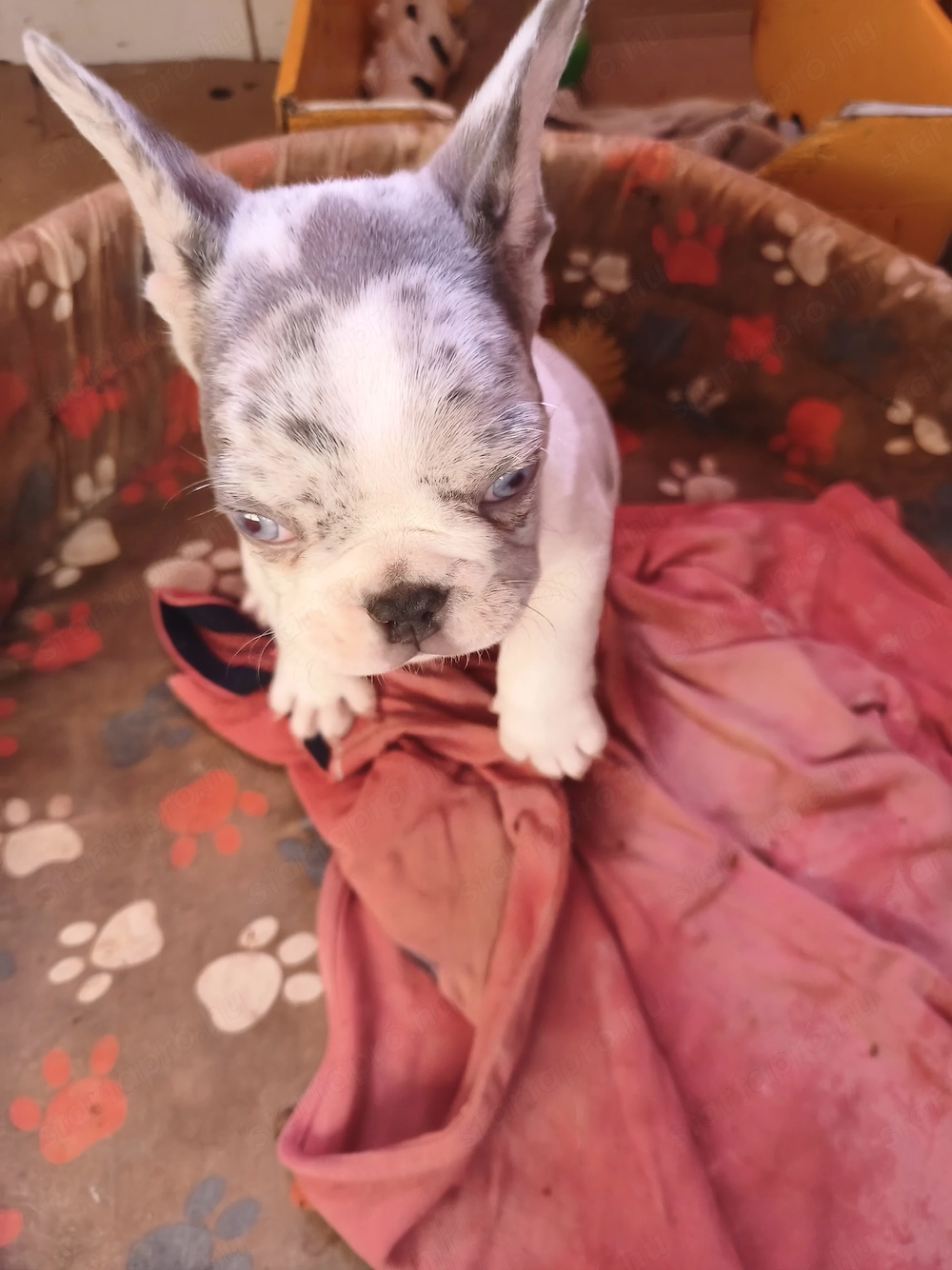 Francia bulldog kiskutya eladó!