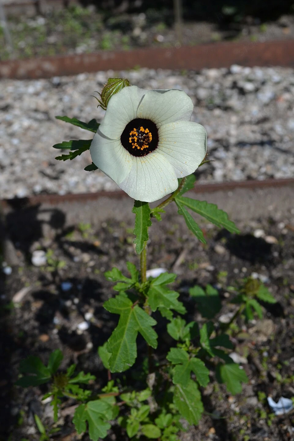 Varjúmák (Hibiscus trionum) magok