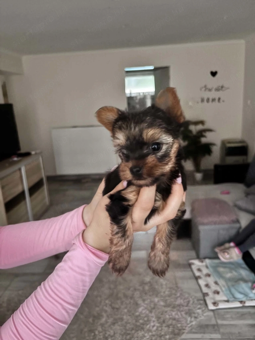 Yorkshire terrier 