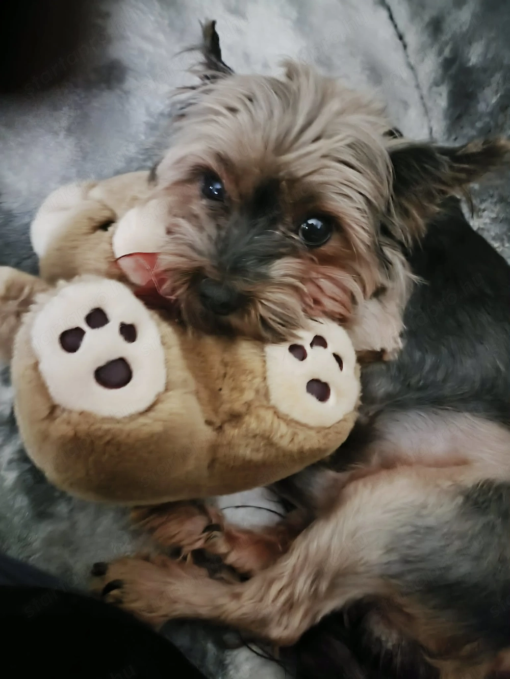 Yorkshire terrier kan kutyus fedeztetést vállal