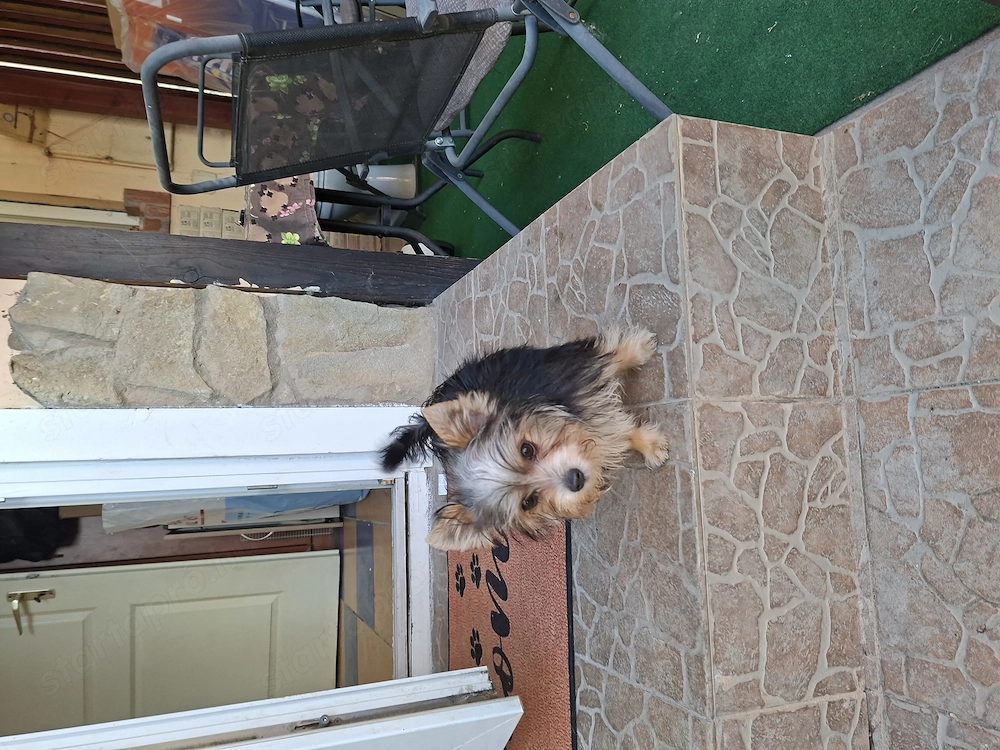 Mini yorki kislány 4 honapos.