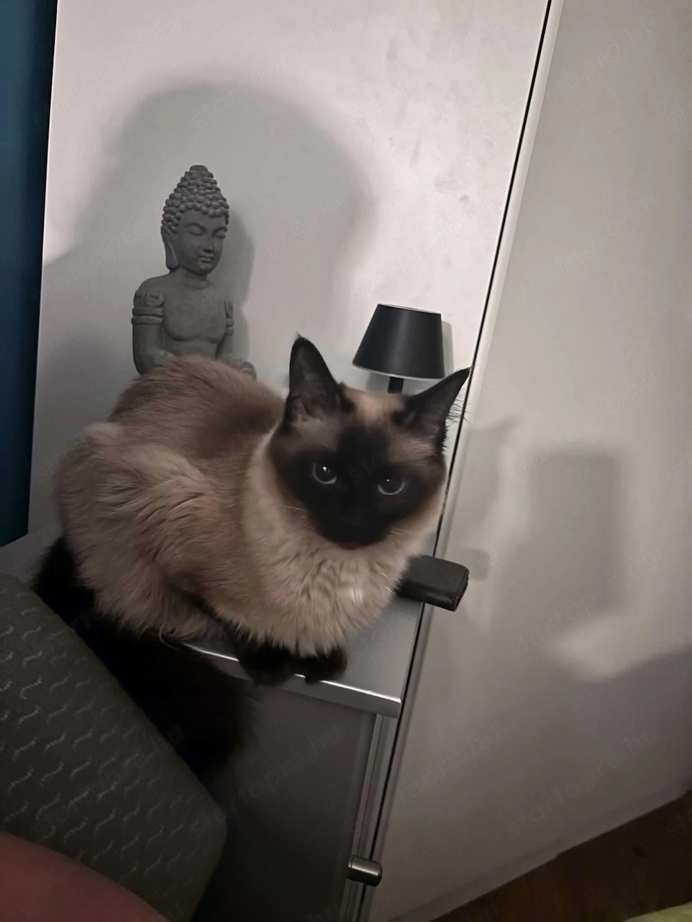 Ragdoll bébik előjegyezhetőek 