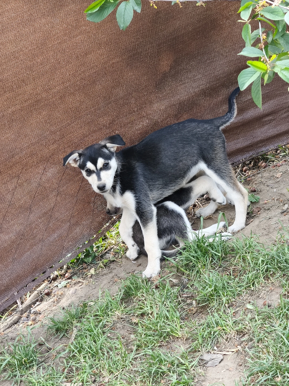 Husky szuka, oltva, féregtelenítve, kiskönyvvel 