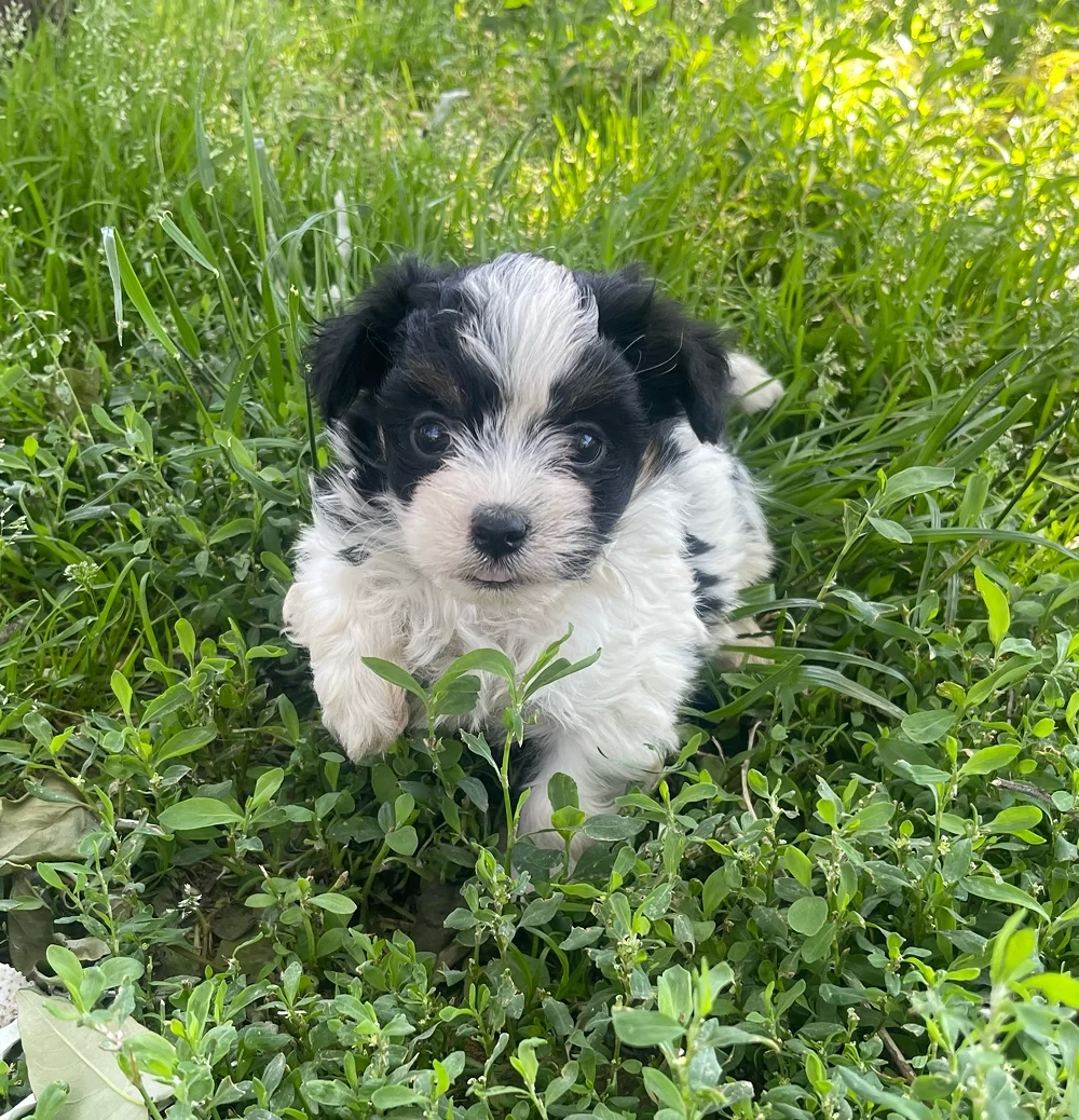  Mini Biewer Yorki kiskutya