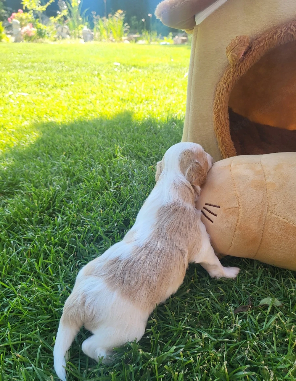 Maltipoo Cegléden 