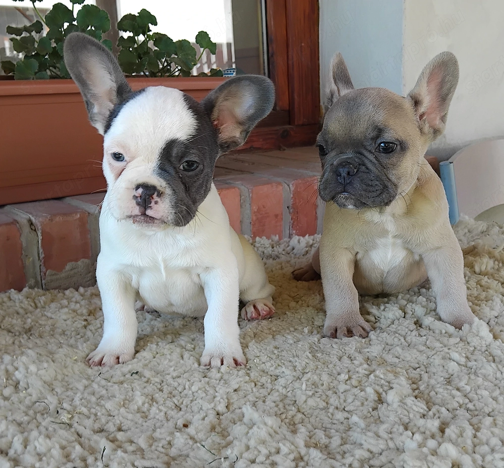 Francia bulldog kiskutyák 