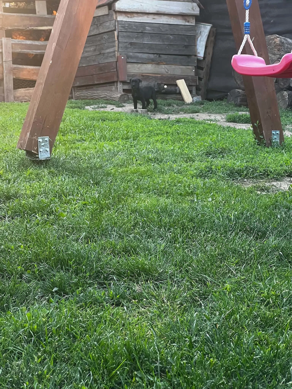 Cane Corso kölyök kutyusok