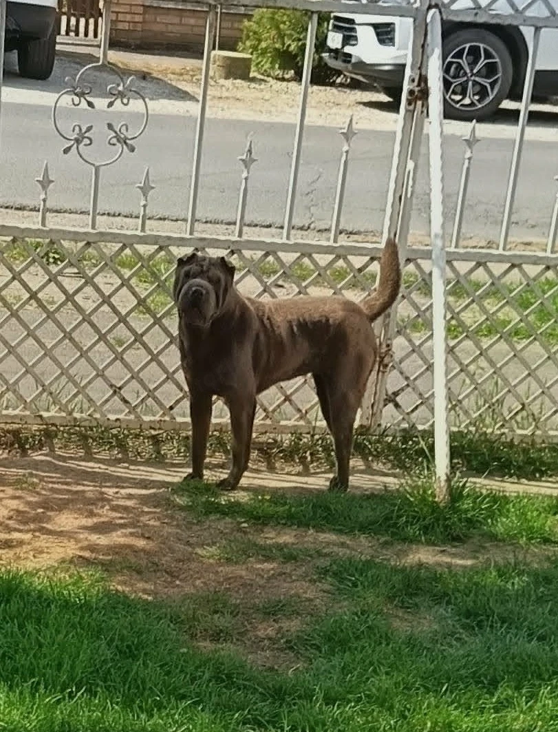 Fiatal Shar-pei szuka