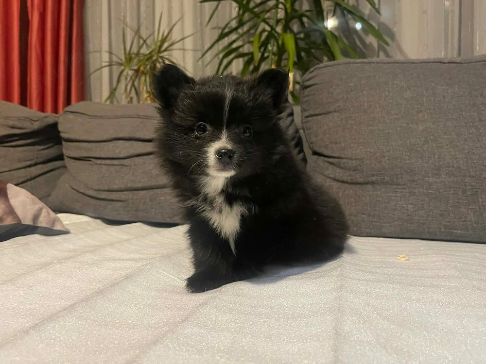 Pomerániai Törpe Spitz kiskutyák Pomerániai Törpespicc kiskutyák Pomerániai Törpespitz kiskutyák