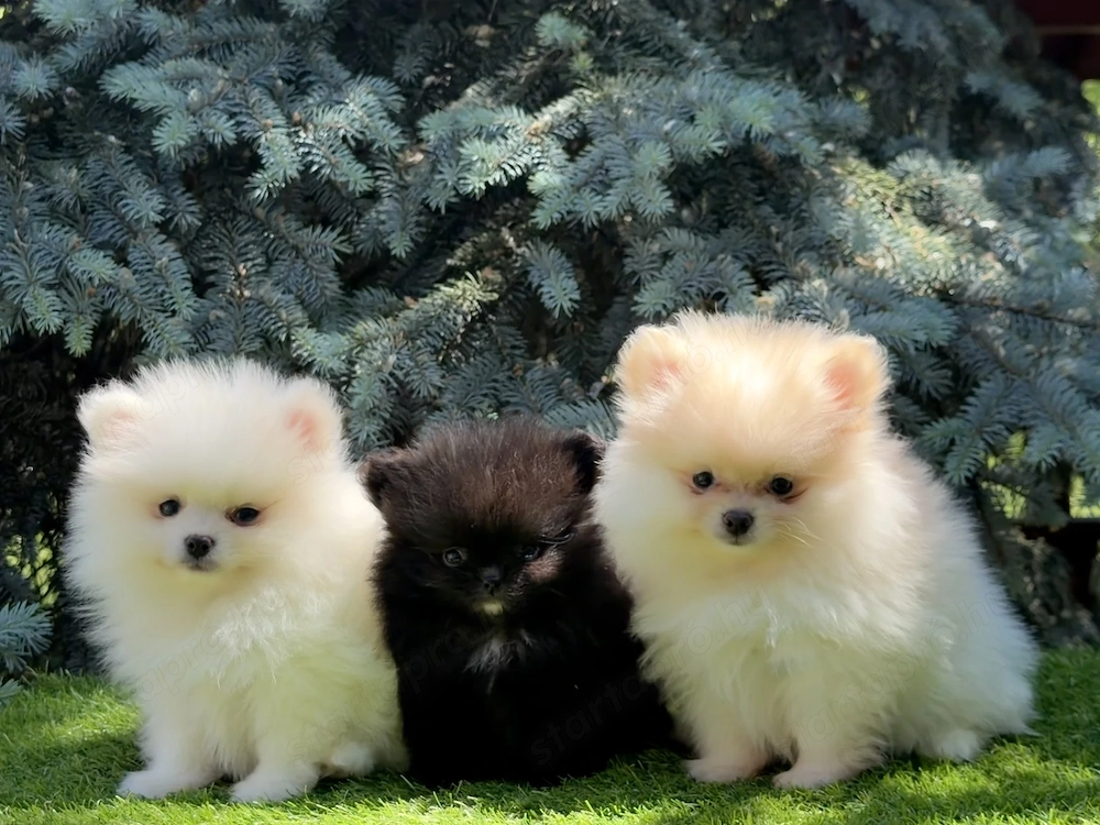 Pomerániai törpe spitz