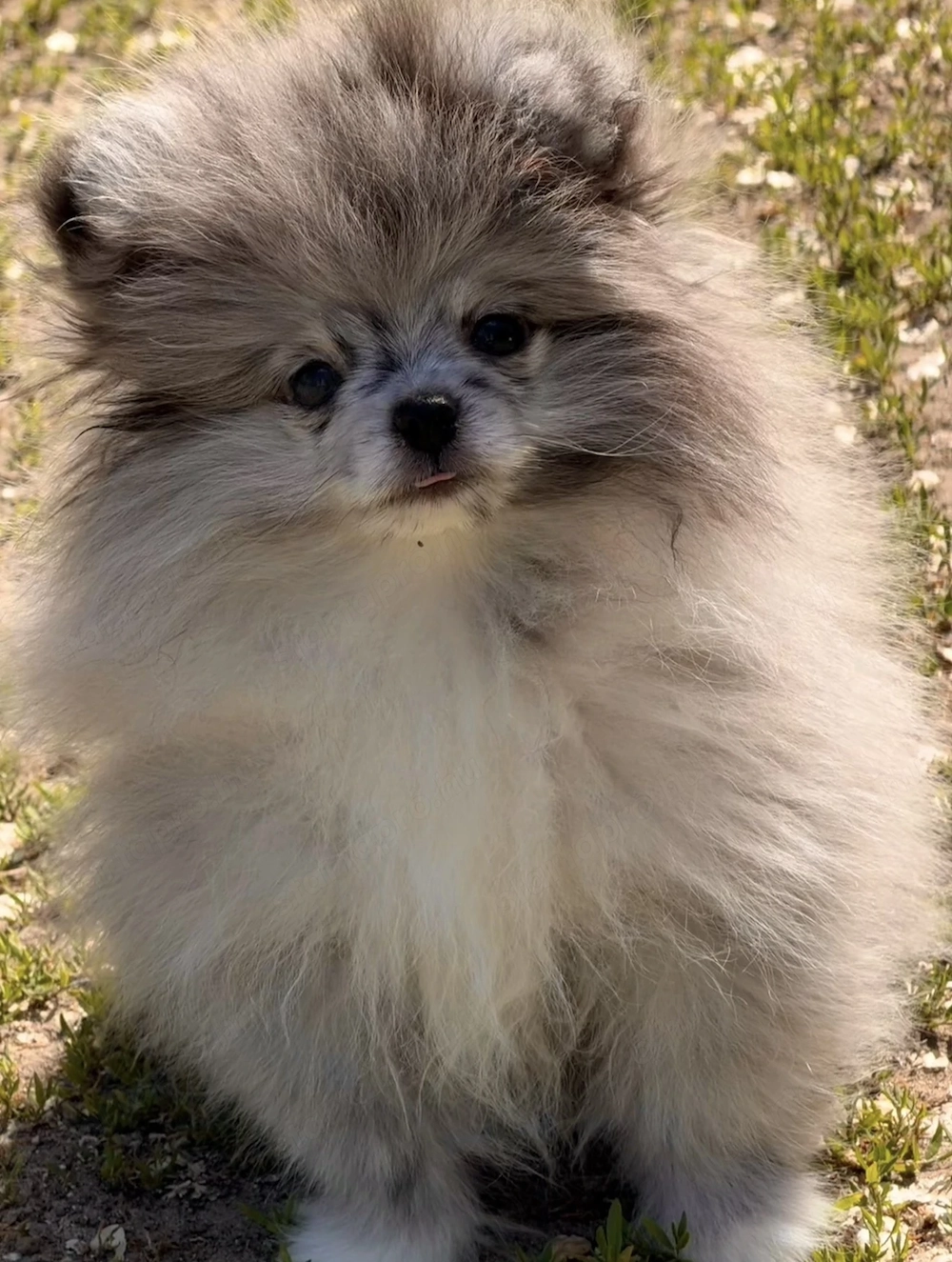 Merle színű pomerániai törpe spitz fiú