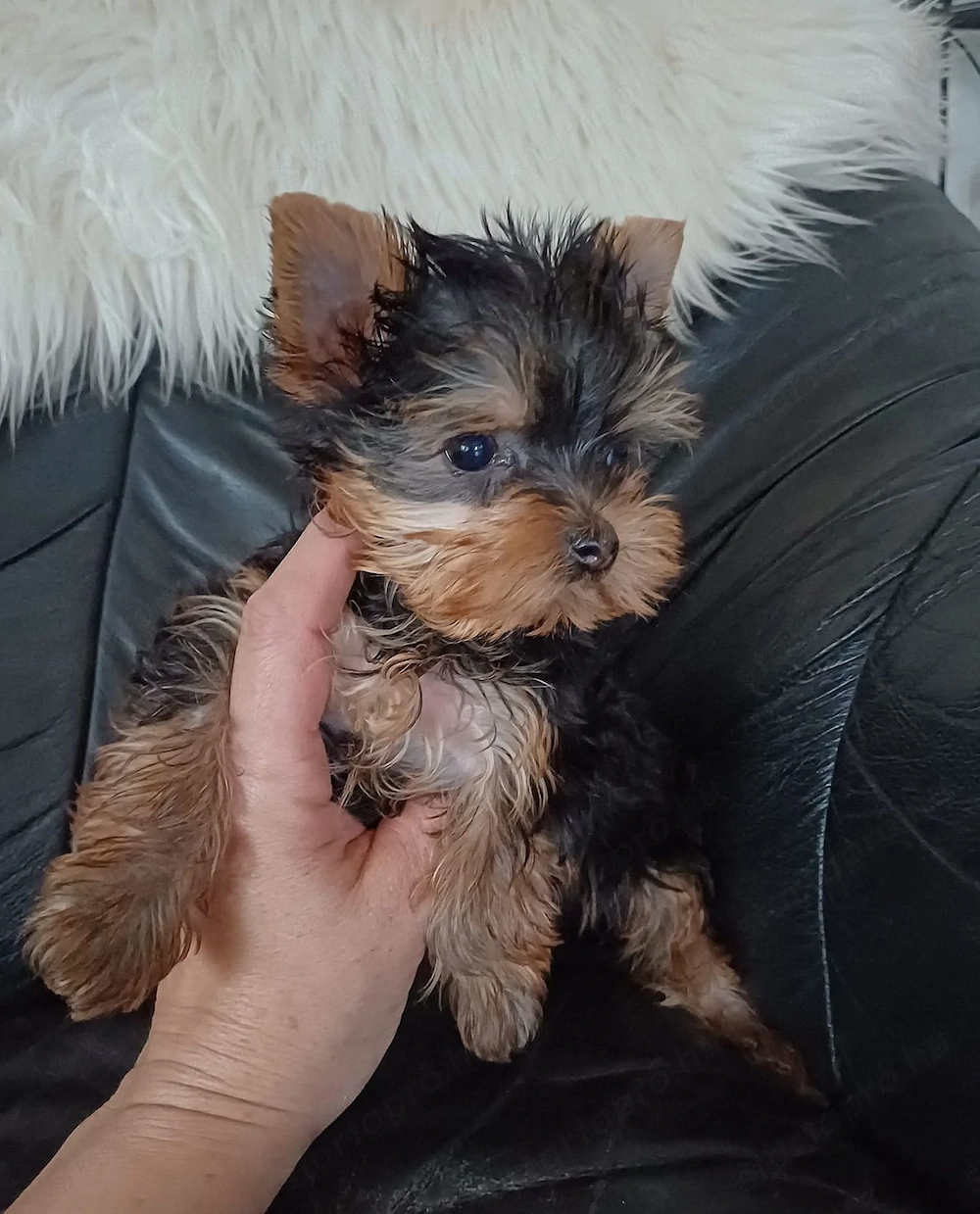 Yorkshire terrier kiskutyák eladók