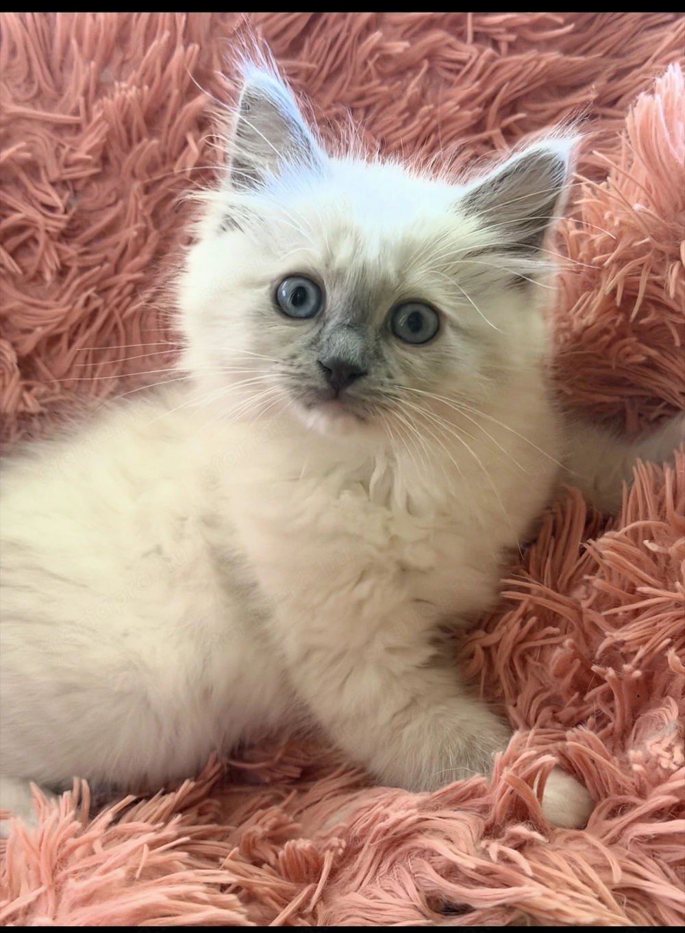 Bajnok szülők szépséges Ragdoll leányzói