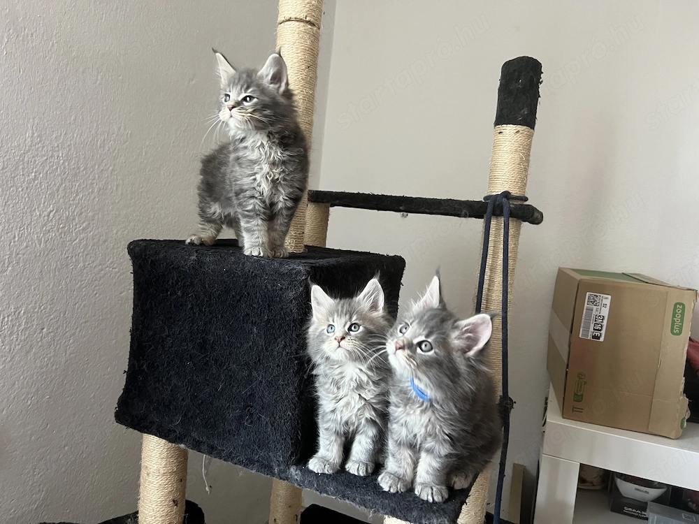 Maine Coon kiscicák költöznének! 