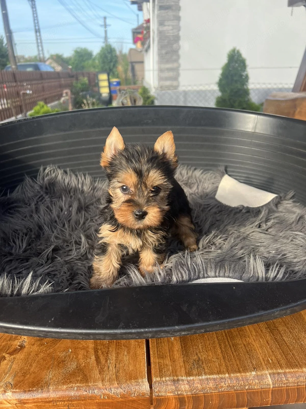 Yorkshire terrier kiskutya