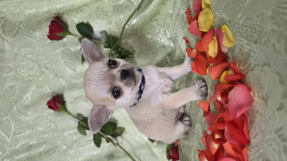 Törzskönyves rövid szörű csivava chihuahua kisfiú
