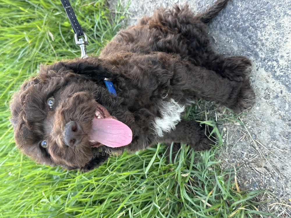 Lagotto Romagnolo kislány