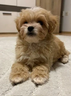 maltipoo kisfiú