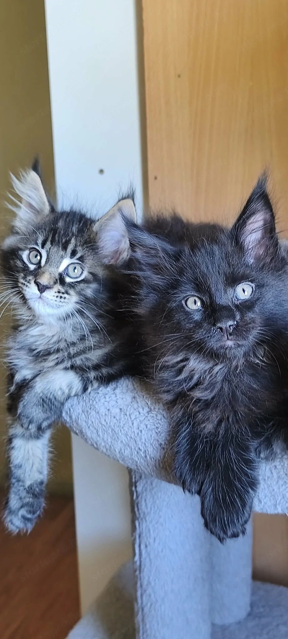 Maine coon kandúrok