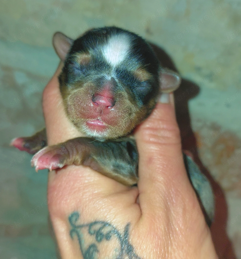 Bluemerle yorkie fiúcska