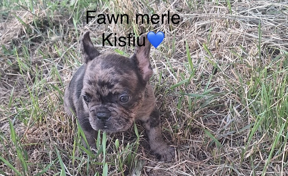 Francia bulldog kölykök