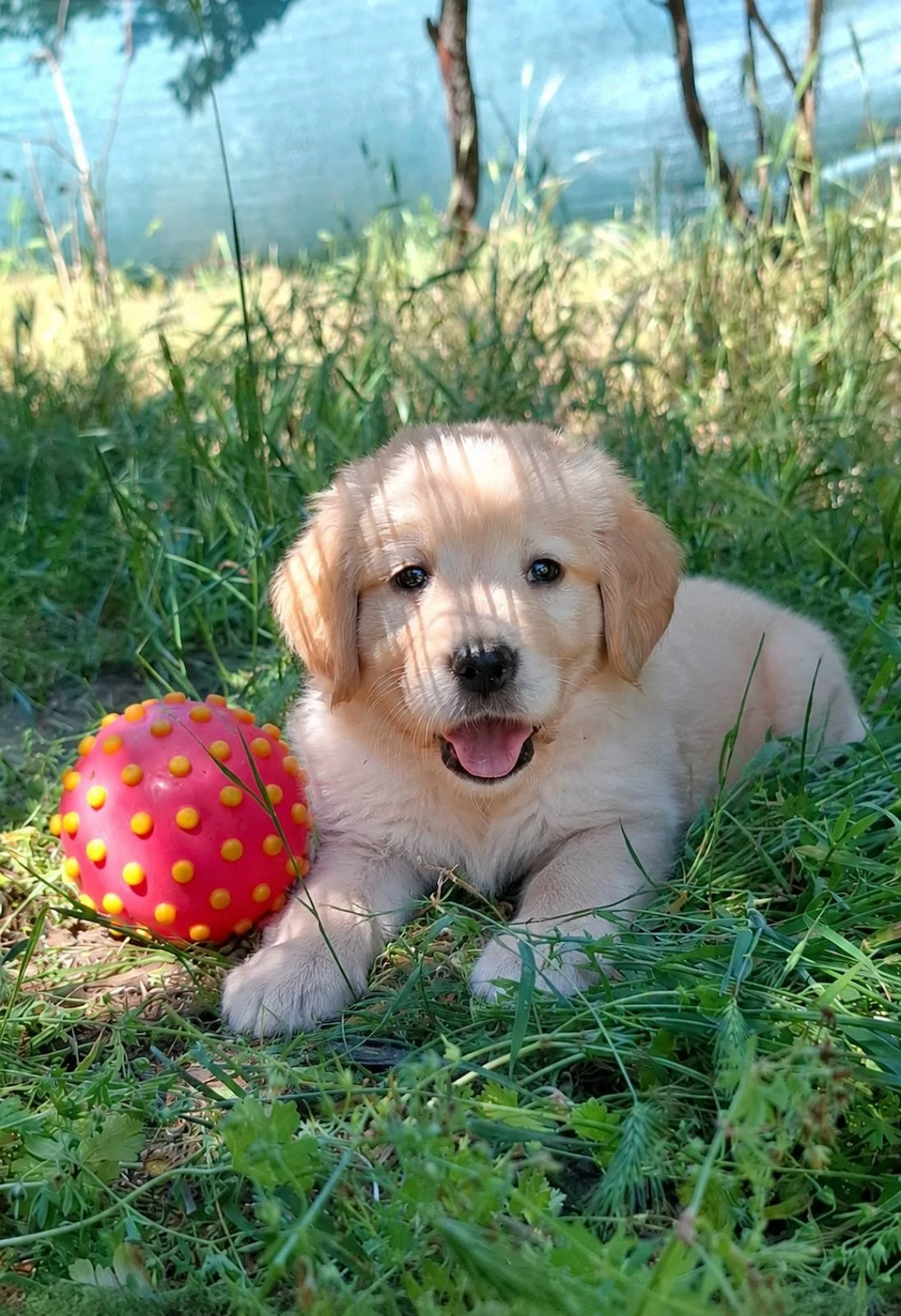 eladó golden retriever gyönyörű kölykök